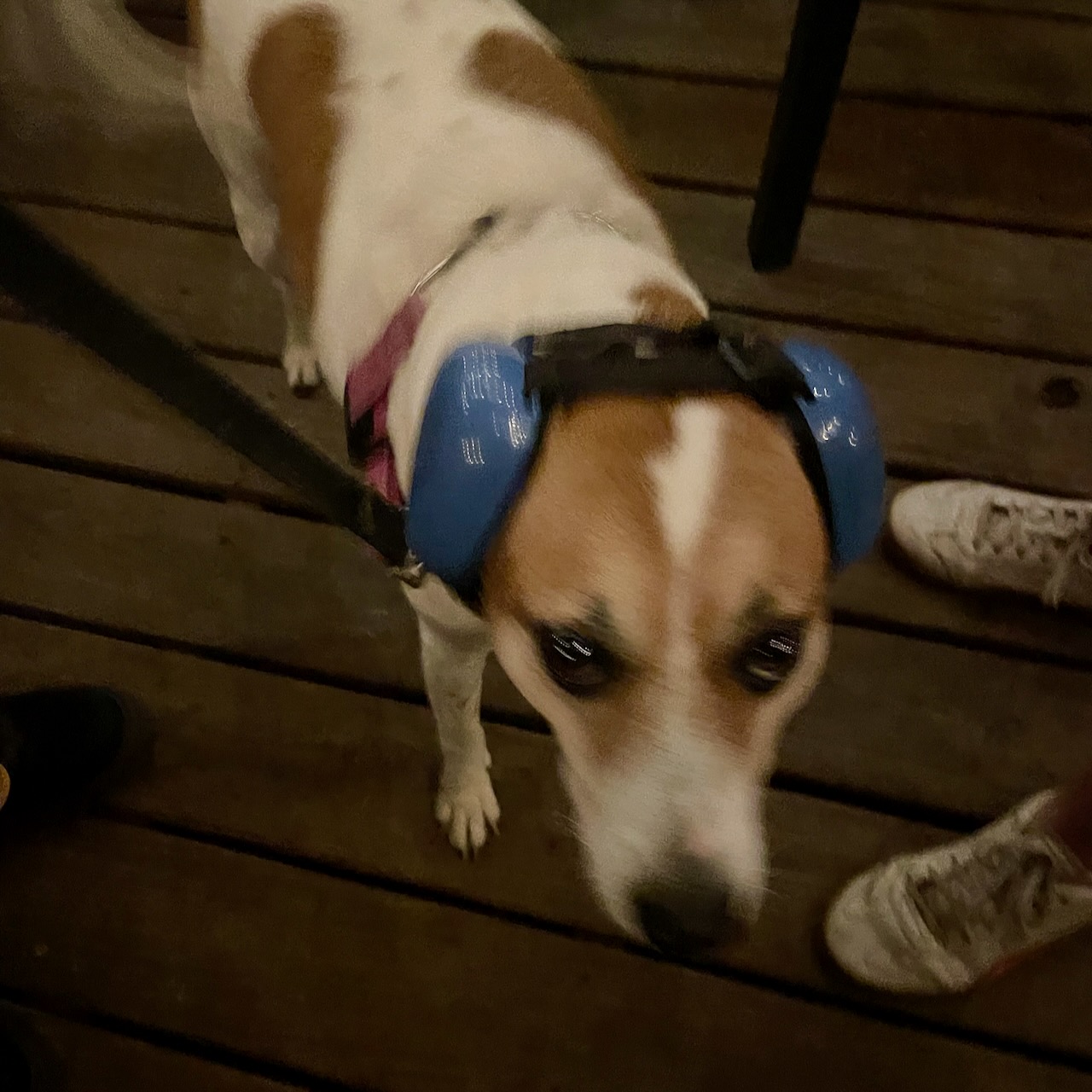 dog wearing ear protection at the Happy Talk Farewell Show